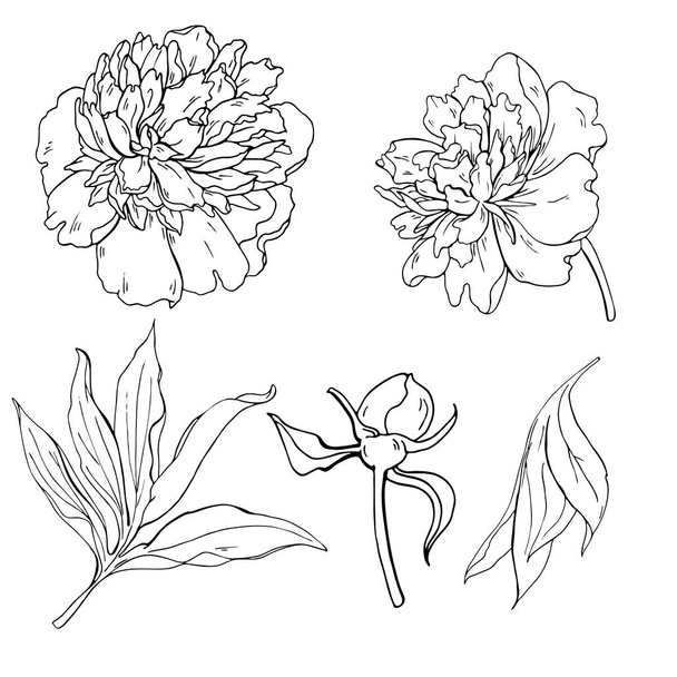 Vector Εικονογράφηση Σχεδιασμός όμορφη ακουαρέλα ζωγραφική του παιωνία λουλούδια και φύλλα - Διάνυσμα, εικόνα