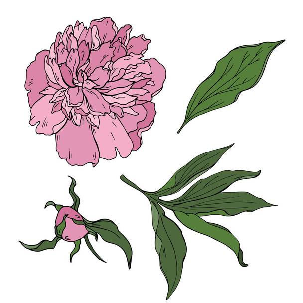 vector illustration design of watercolor painting of wild pink peony flower pattern on white background - Vetor, Imagem