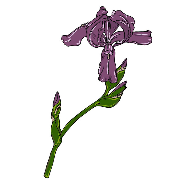 vector illustration of wild purple iris flower pattern on white background - Vettoriali, immagini
