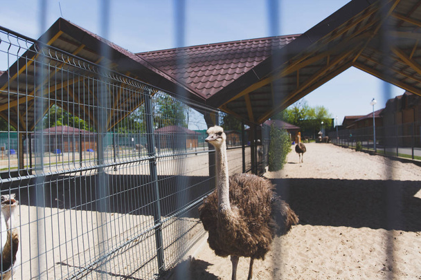 A look at the animals through the cage in the zoo. A large cute ostrich with a long neck, a big beak and thick feathers, along with others, walks along a large closed enclosure behind a metal fence - Photo, Image