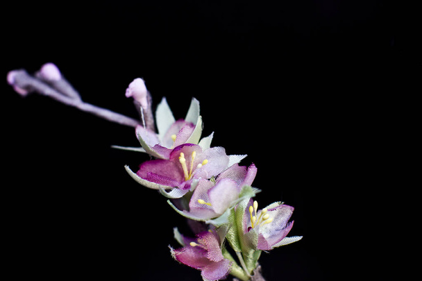 Delicadas flores sakura rosa primavera isolado em um backgrou preto
 - Foto, Imagem