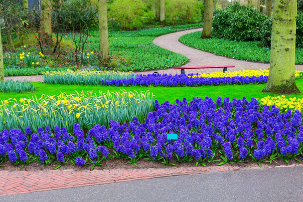 Blauwe hyacinten en narcissen flowerbed - Foto, afbeelding