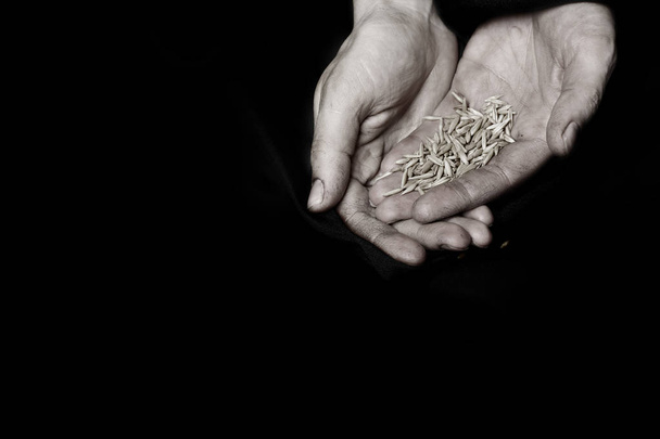 Palm of a peasant woman with oat grains on a black fabric.  - Photo, Image