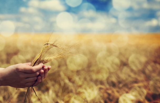 Farmer hand keep green wheat spikelet. - Photo, Image