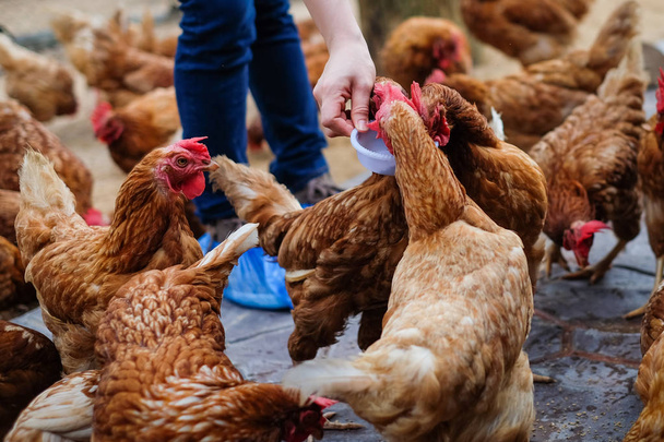 Фермер держит корм для животных в белой миске для многих курицы (курицы) на винтажном полу для животного происхождения или текстуры - куриная ферма бизнес-концепция
. - Фото, изображение