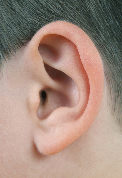 gros plan de l'oreille humaine
 - Photo, image