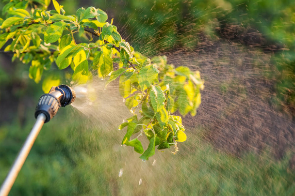 Bäume mit Pestiziden besprühen - Foto, Bild
