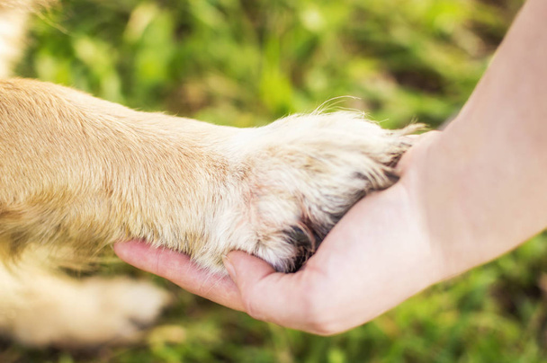 Dog paw and human handhand of a dog and person close up. concept dog friend of the person - Φωτογραφία, εικόνα