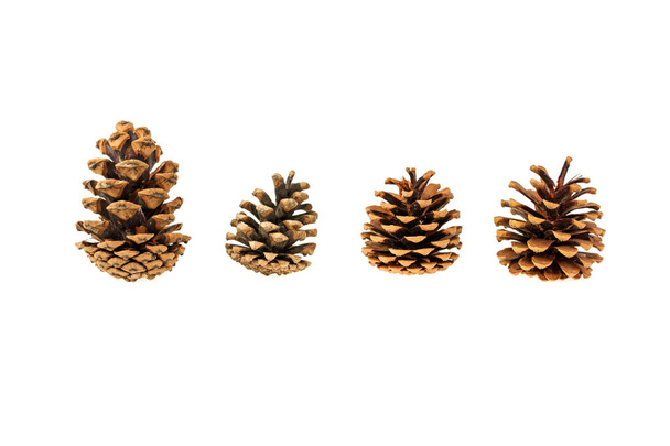 pine cones different isolated on white background - Photo, Image