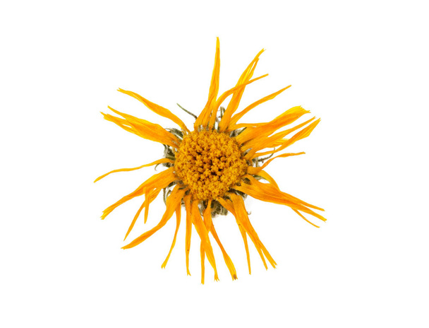 amarelo flor murcha no fundo branco
 - Foto, Imagem