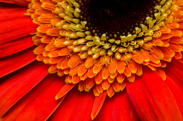 Flower of gerber daisy collection - Valokuva, kuva
