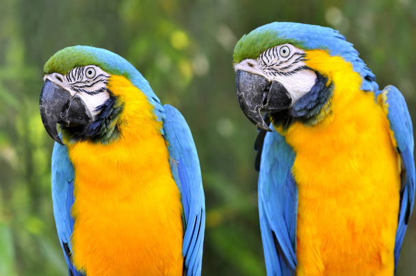 voorste portret van twee gelbbrustaras macaws of blauw en goud ara's (Ara ararauna) - Foto, afbeelding