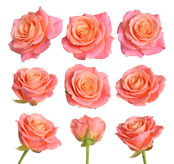 Set of Pink with orange roses. Isolated on white background - Фото, зображення