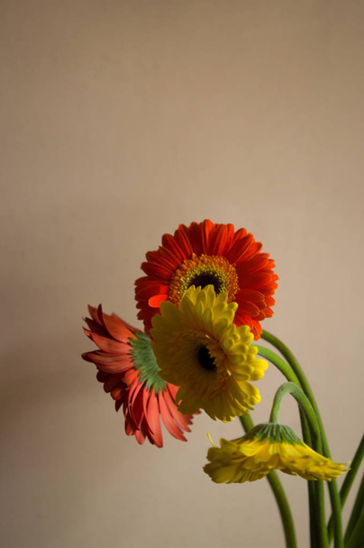 Flower of gerber daisy collection - Фото, изображение