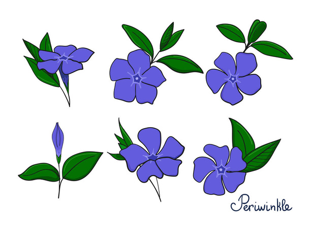 Set Isolation elements of periwinkle. flowers, buds and leaves of vinca. - Vector, Image