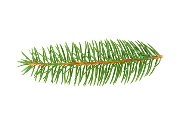 twig pine on white background - Photo, Image
