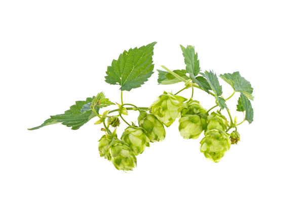 a bunch of hops on a white background - Photo, Image