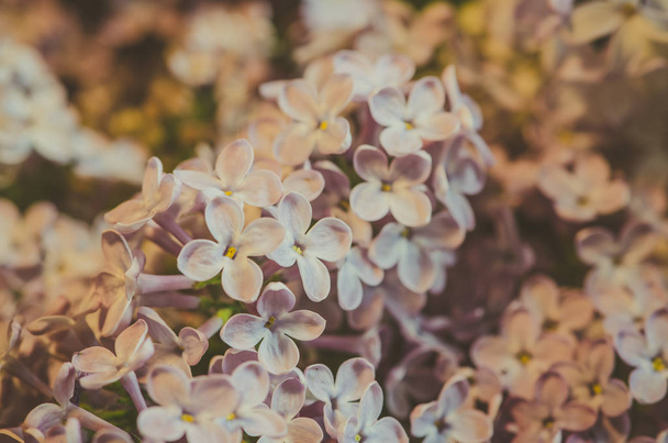 blossoming lilac flower detail retro style - Photo, Image