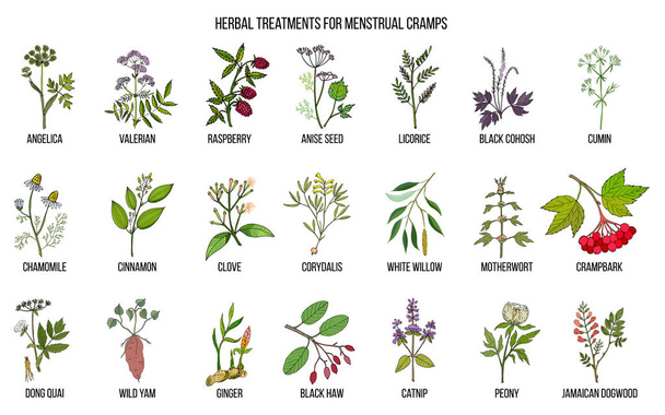 Best herbs for menstrual cramps treatment - Вектор,изображение