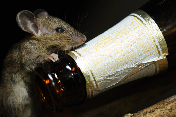 RAT and Beer bottle - Photo, Image