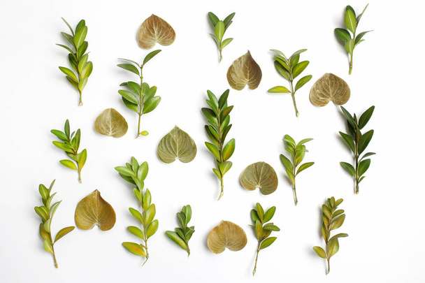 group of green leaf background. Flat lay - Фото, зображення