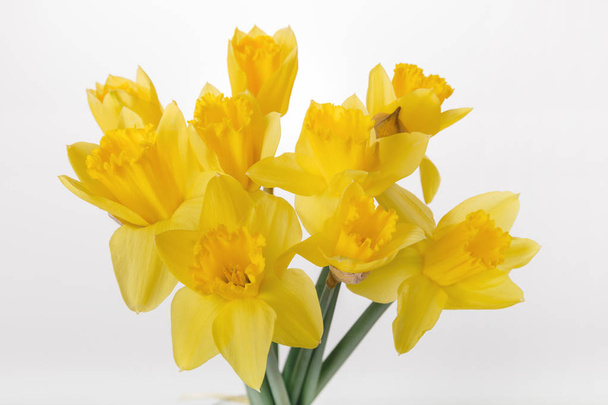 Spring floral border, beautiful fresh daffodils flowers, isolated on white background. Selective focus - Foto, Bild