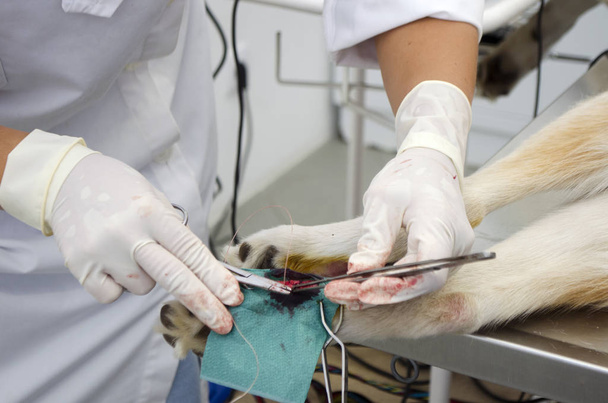 Изображение ноги собаки во время удаления клешней росы в ветеринарной клинике
. - Фото, изображение