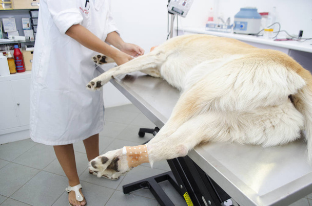 Obrázek psi noha během odebrání paspárek na veterinární klinice. - Fotografie, Obrázek
