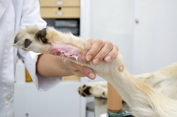 Afbeelding van een been van de honden tijdens het verwijderen van de Hubertusklauw in een kliniek van de dierenarts. - Foto, afbeelding