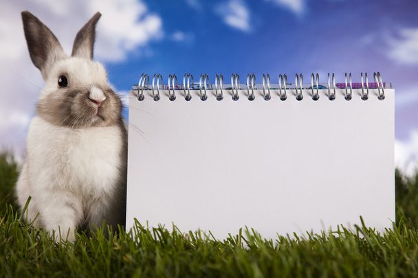 Copyspace blank paper and bunny - Photo, Image