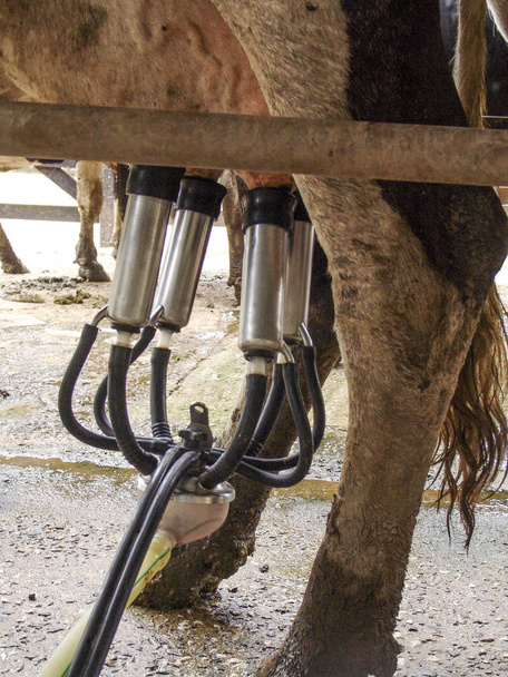 automatic milking system industry cow farm - Fotoğraf, Görsel