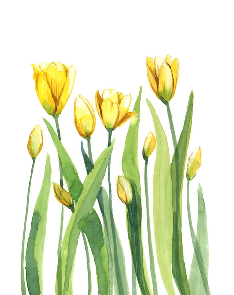 tulips with stem and leaf isolate on white background - Foto, Bild