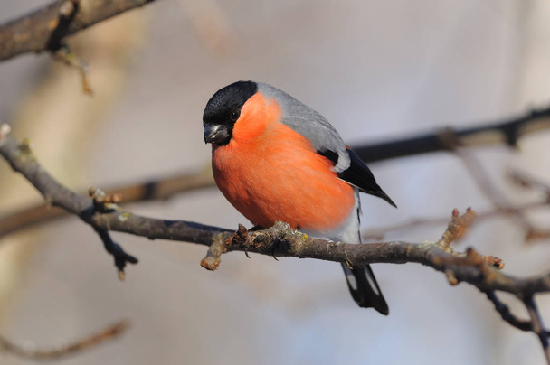 Common bullfinch looks from a branch of wild apples to the ground (where sunflower seeds lie). - Photo, Image