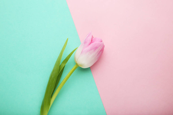 Pink tulip on colorful background - Fotoğraf, Görsel