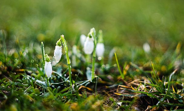 Małe białe pokryte śniegiem pokryte śniegiem kwiaty  - Zdjęcie, obraz