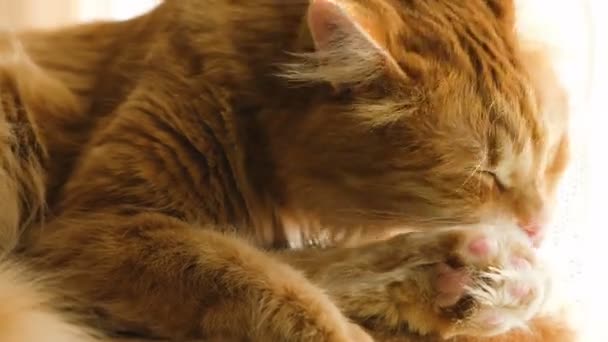Punainen kissa nuolee tassua auringossa
 - Materiaali, video