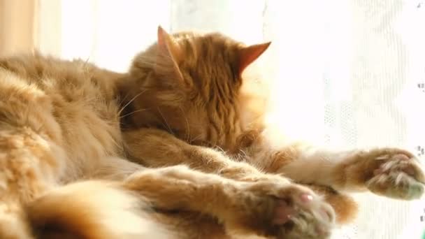 Ginger γάτα γλείφοντας το πόδι κάτω από τον ήλιο - Πλάνα, βίντεο