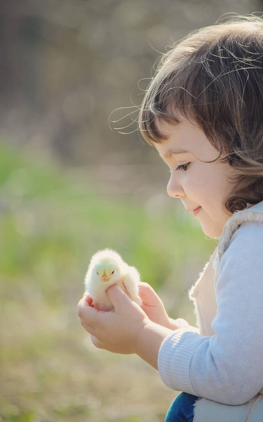 Το παιδί κατέχει ένα κοτόπουλο στα χέρια του. Το κορίτσι και το πουλί. Επιλεκτική εστίαση.  - Φωτογραφία, εικόνα