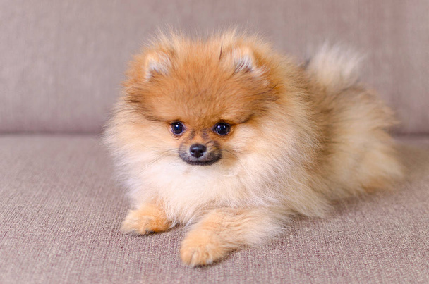 adorable fluffy pomeranian puppy lying on the couch - Photo, Image