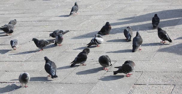 şehrin ana Meydanı'nda çok sayıda güvercin - Fotoğraf, Görsel