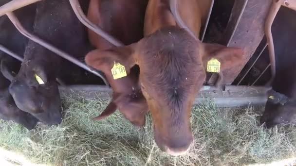 ylhäältä laukaus lehmistä, jotka laiduntavat heinää tallilla
 - Materiaali, video