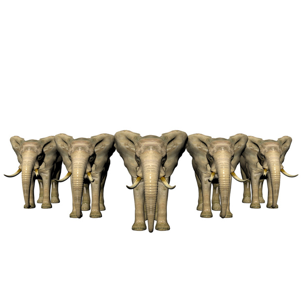 Elephant - Foto, Imagem