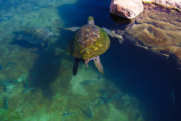 Черепахи у воді на червоному морі
 - Фото, зображення