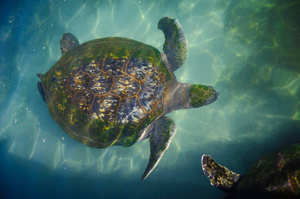 Żółwie w wodzie na Morzu Czerwonym - Zdjęcie, obraz