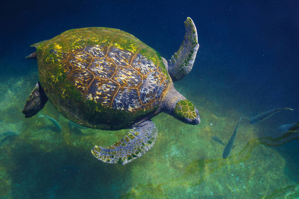Χελώνες στα νερά της Ερυθράς Θάλασσας - Φωτογραφία, εικόνα
