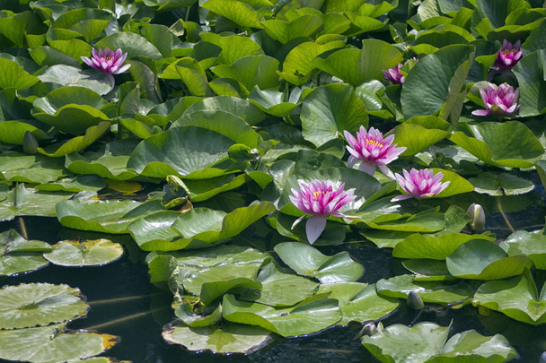 Lotos květiny na vodě - Fotografie, Obrázek