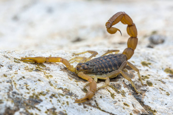 Common Yellow Scorpion  - Photo, Image