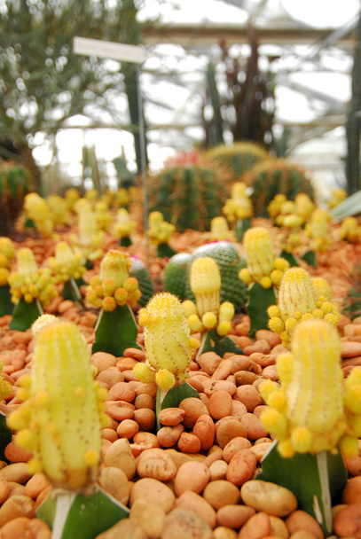 barevný kaktus, zblízka obraz řádků roztomilé barevné miniatu - Fotografie, Obrázek