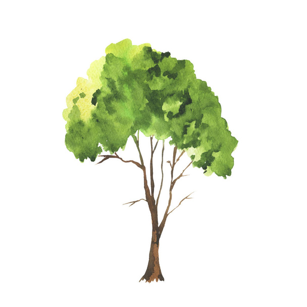 disegno illustrazione vettoriale di bella pittura ad acquerello del modello di albero di primavera
  - Vettoriali, immagini