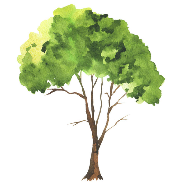 wektor ilustracja design piękne malarstwo akwarela wiosna wzór drzewa  - Wektor, obraz